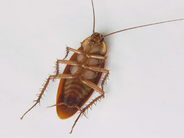Today I Saved A Cockroach