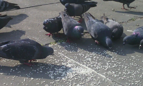 Throwing Rice at Weddings and Birds