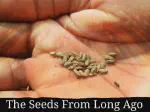 The Seeds From Long Ago