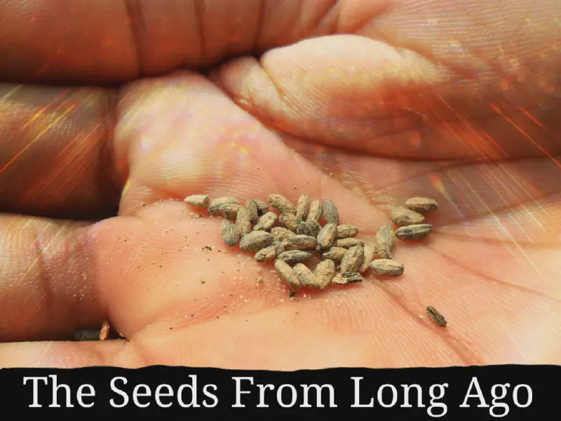 image from The Seeds From Long Ago