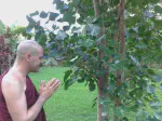 Our Bodhi Tree