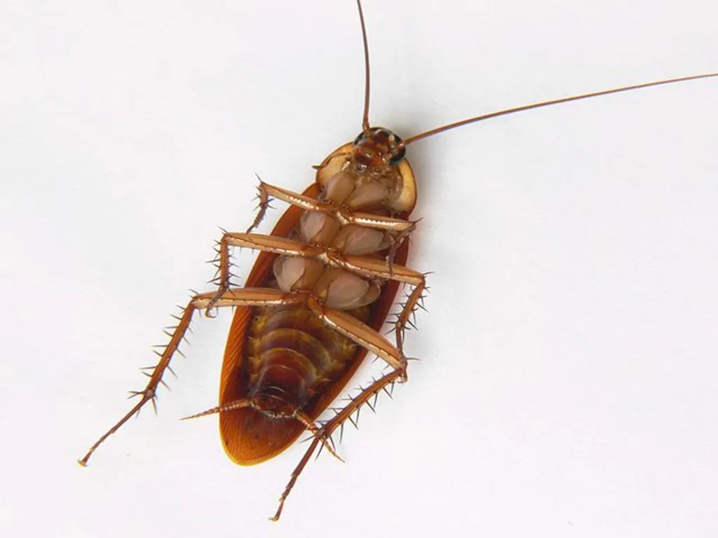 image from Today I Saved A Cockroach